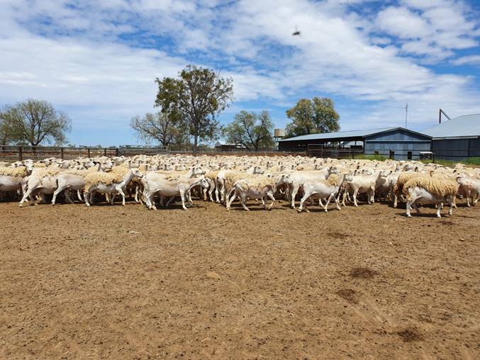 The Herd Online 490 x 1st x To Pure Australian White Ewes For Sale The Herd Online 490 x 1st x To Pure Australian White Ewes For Sale