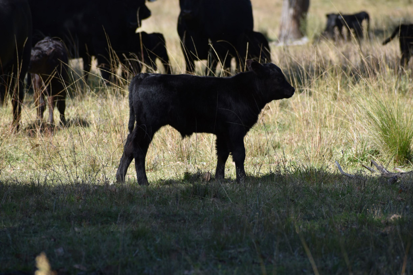 The Herd Online 39 x 39 Angus Cows and Angus Calves For Sale