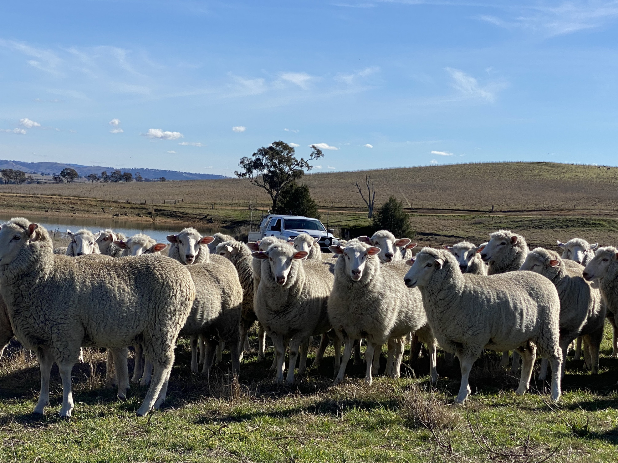 The Herd Online 1x EWE LAMBS SIL TO POLL DORSET