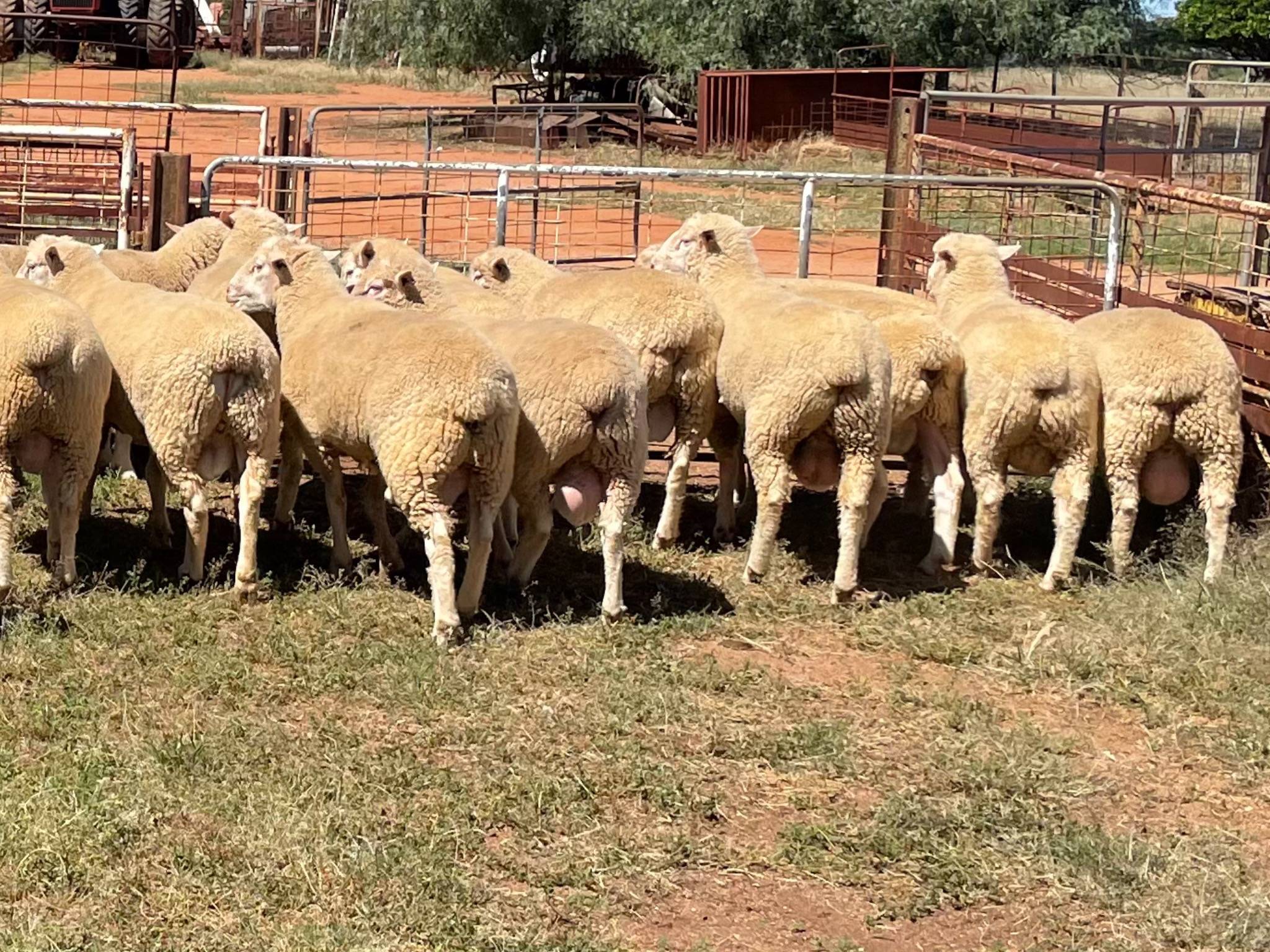 The Herd Online | Poll Dorset Rams