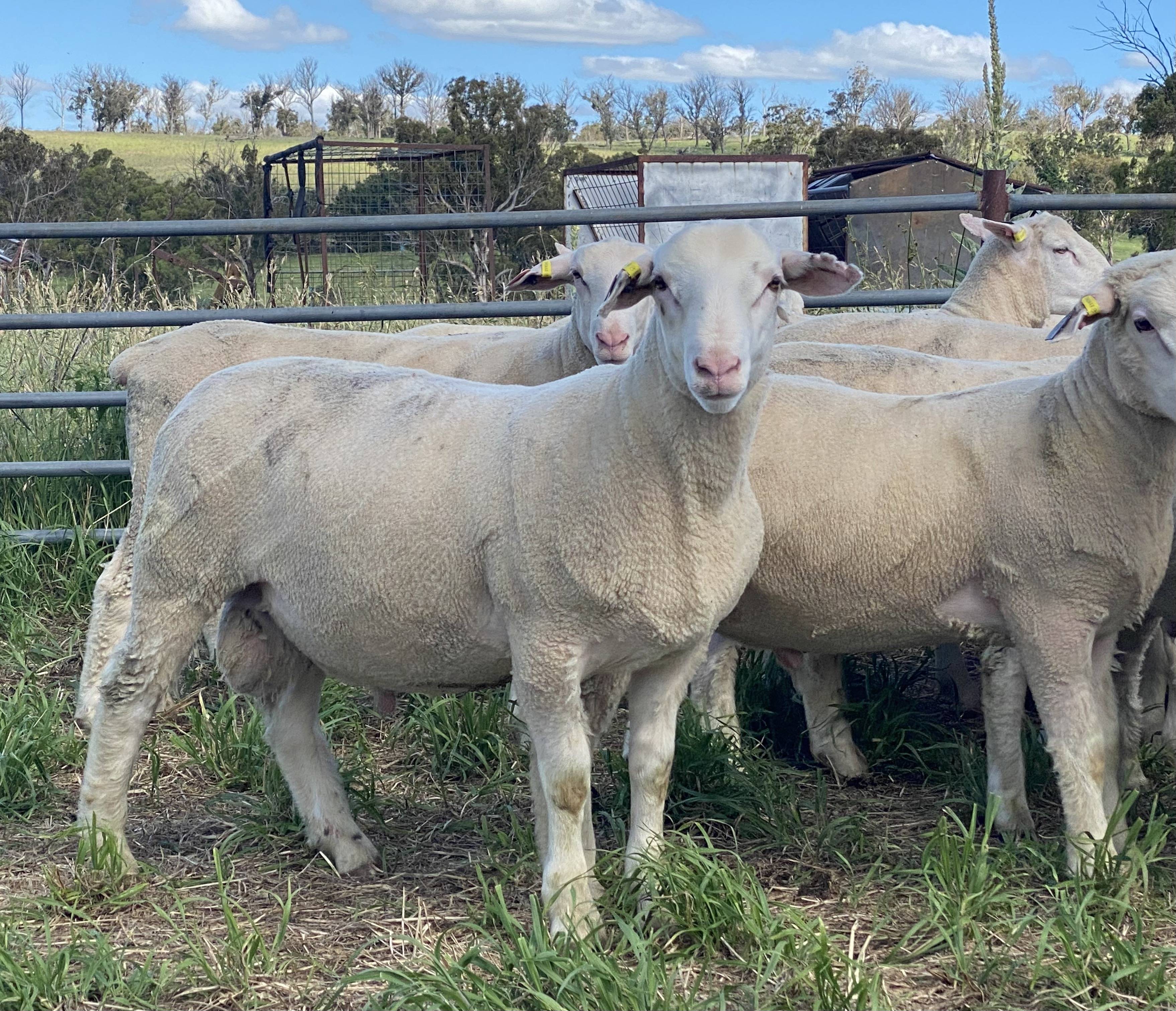 The Herd Online | White Suffolk Rams