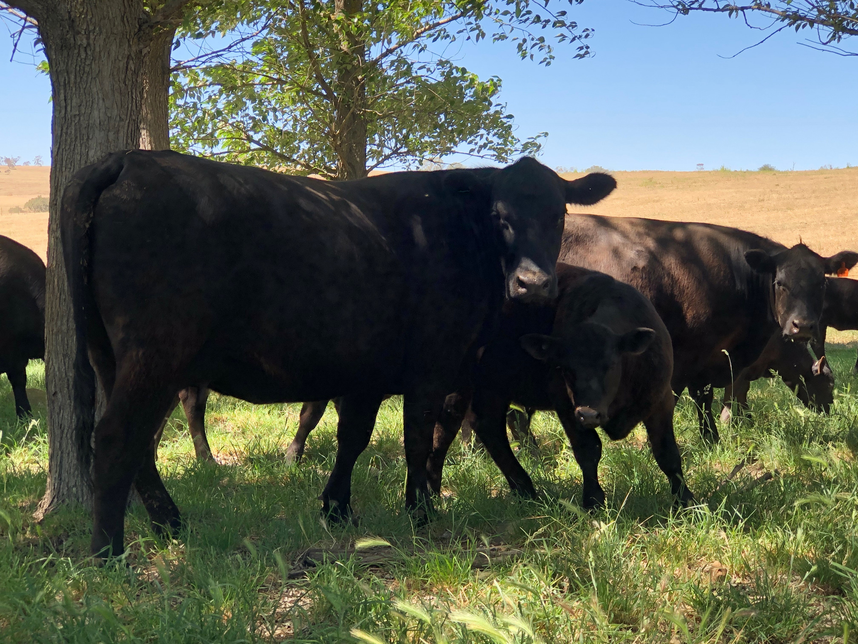 The Herd Online 80 Angus Cows and Calves For Sale