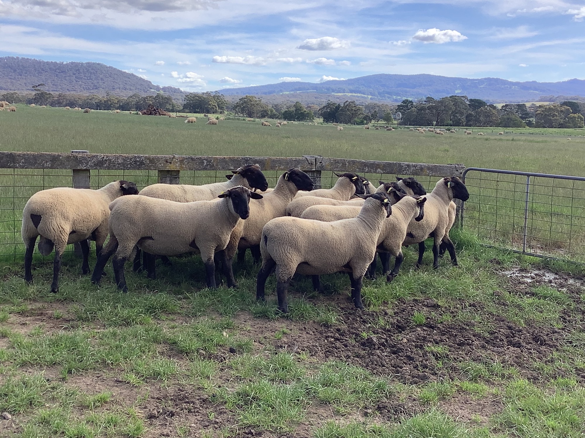 The Herd Online | 13 Suffolk Rams For Sale
