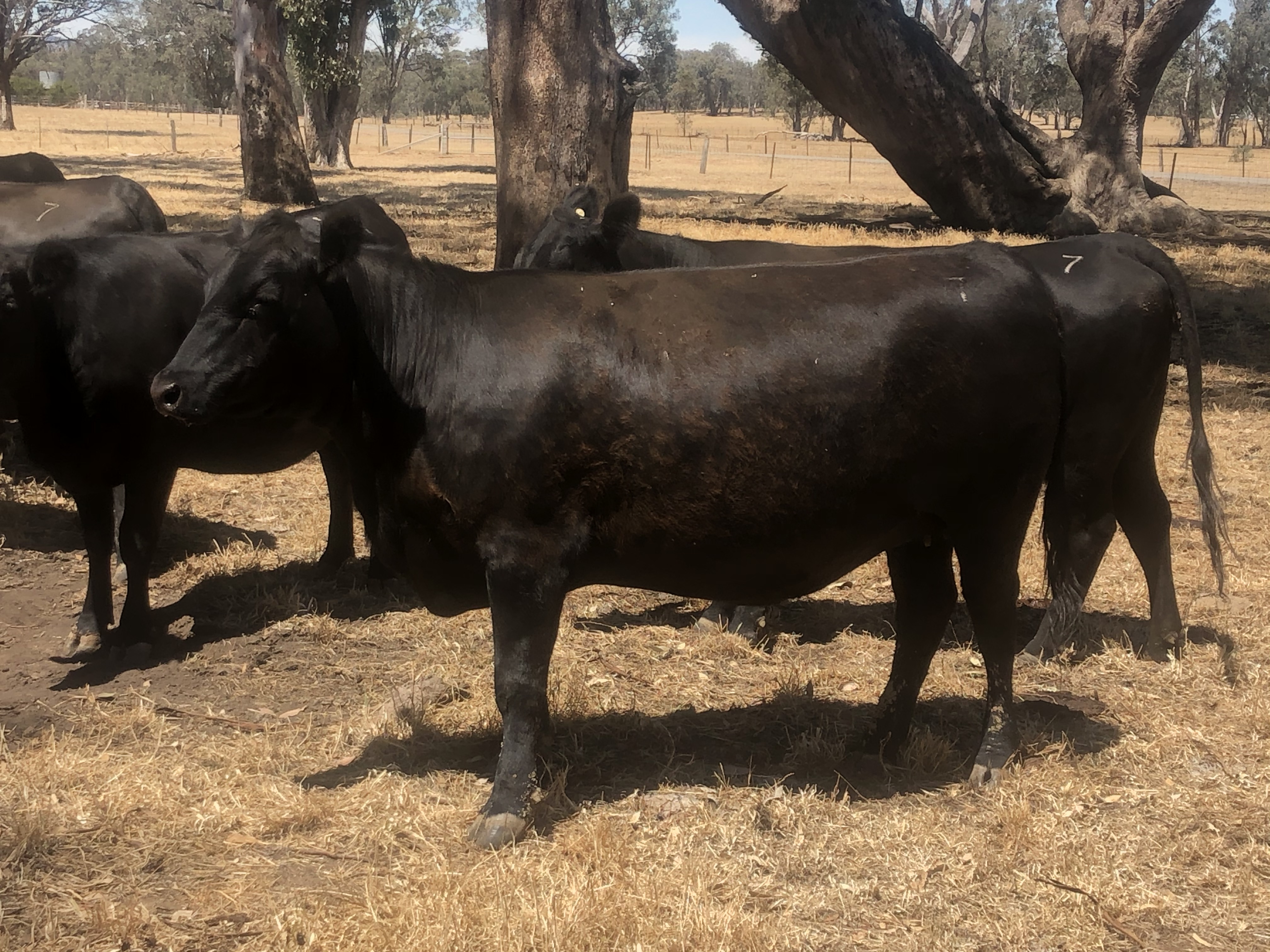 The Herd Online 30 PTIC Angus Cows For Sale