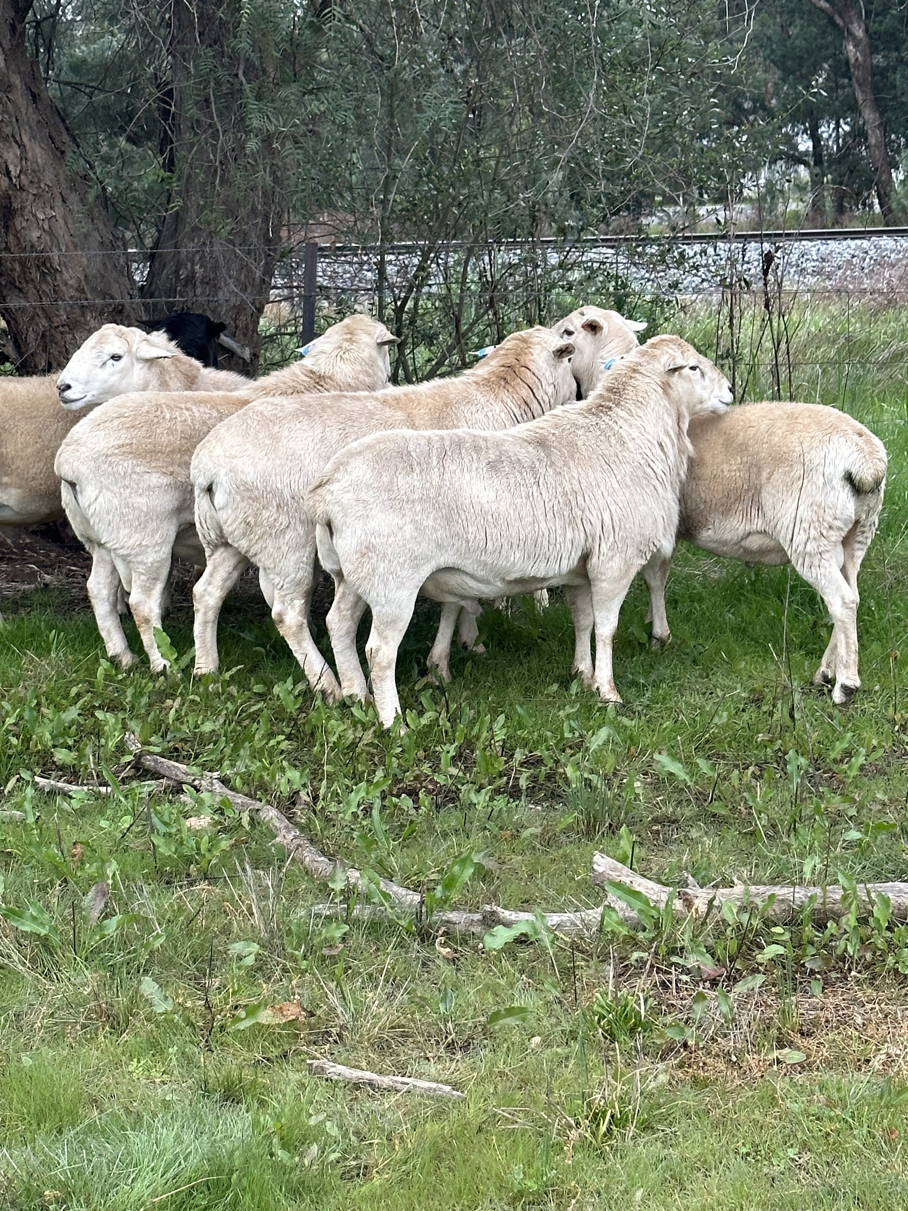 The Herd Online | Aussie White Rams for Sale