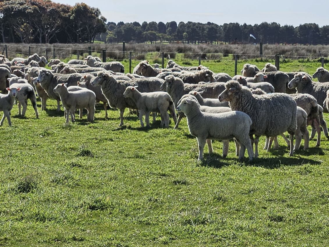 The Herd Online 205 1st x Ewes, 5 1/2 years, Nov shorn, with 275