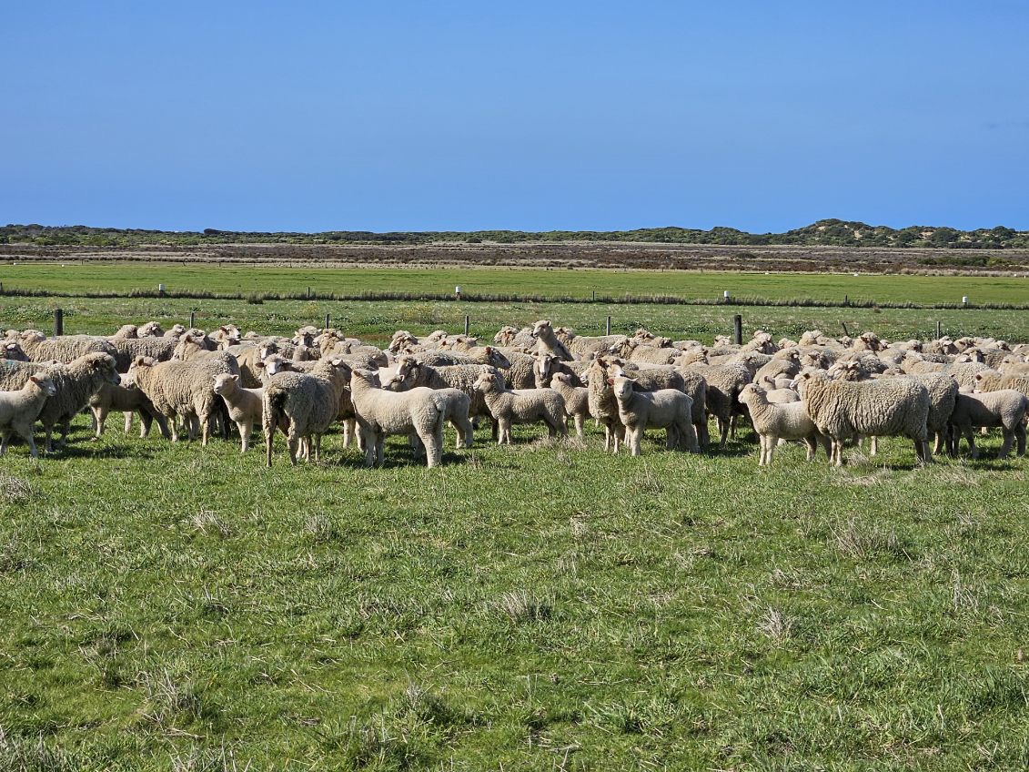 The Herd Online 205 1st x Ewes, 5 1/2 years, Nov shorn, with 275