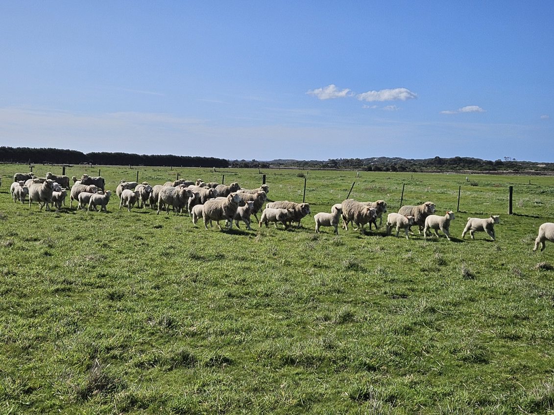 The Herd Online 205 1st x Ewes, 5 1/2 years, Nov shorn, with 275