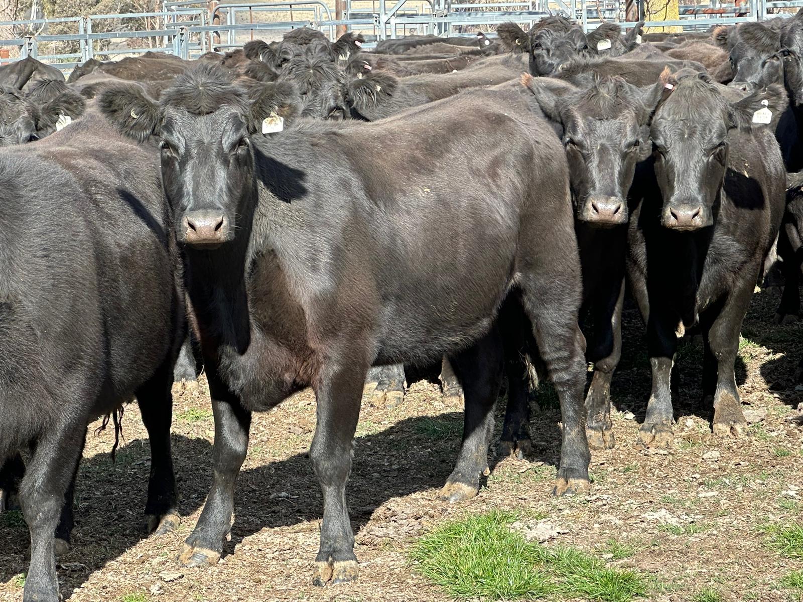 The Herd Online 114 PTIC Angus Cows For Sale Open to Offers!