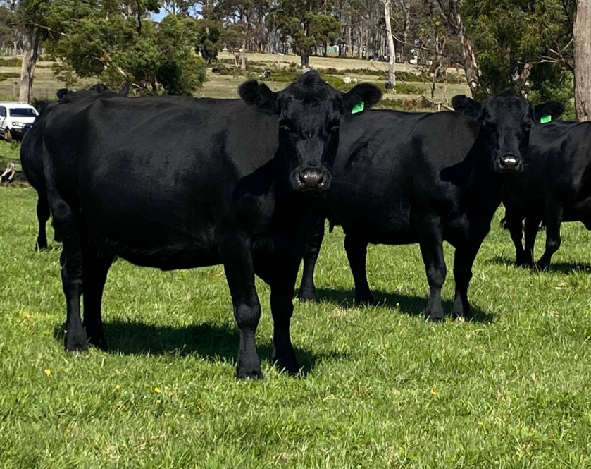The Herd Online 35 Angus Cows and Calves For Sale. Back with the bull!