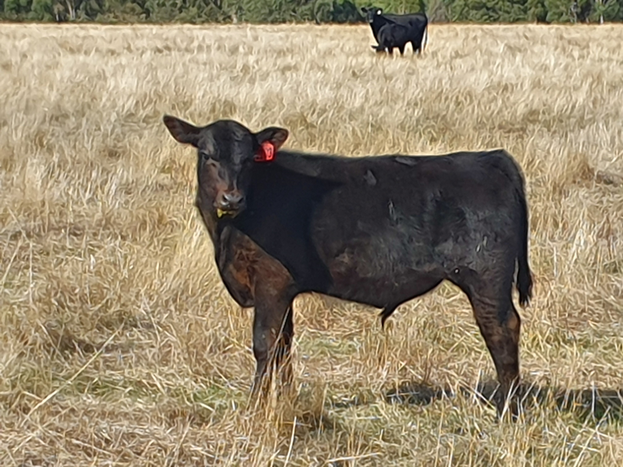 The Herd Online | 80 Angus Steer Weaners 220kg