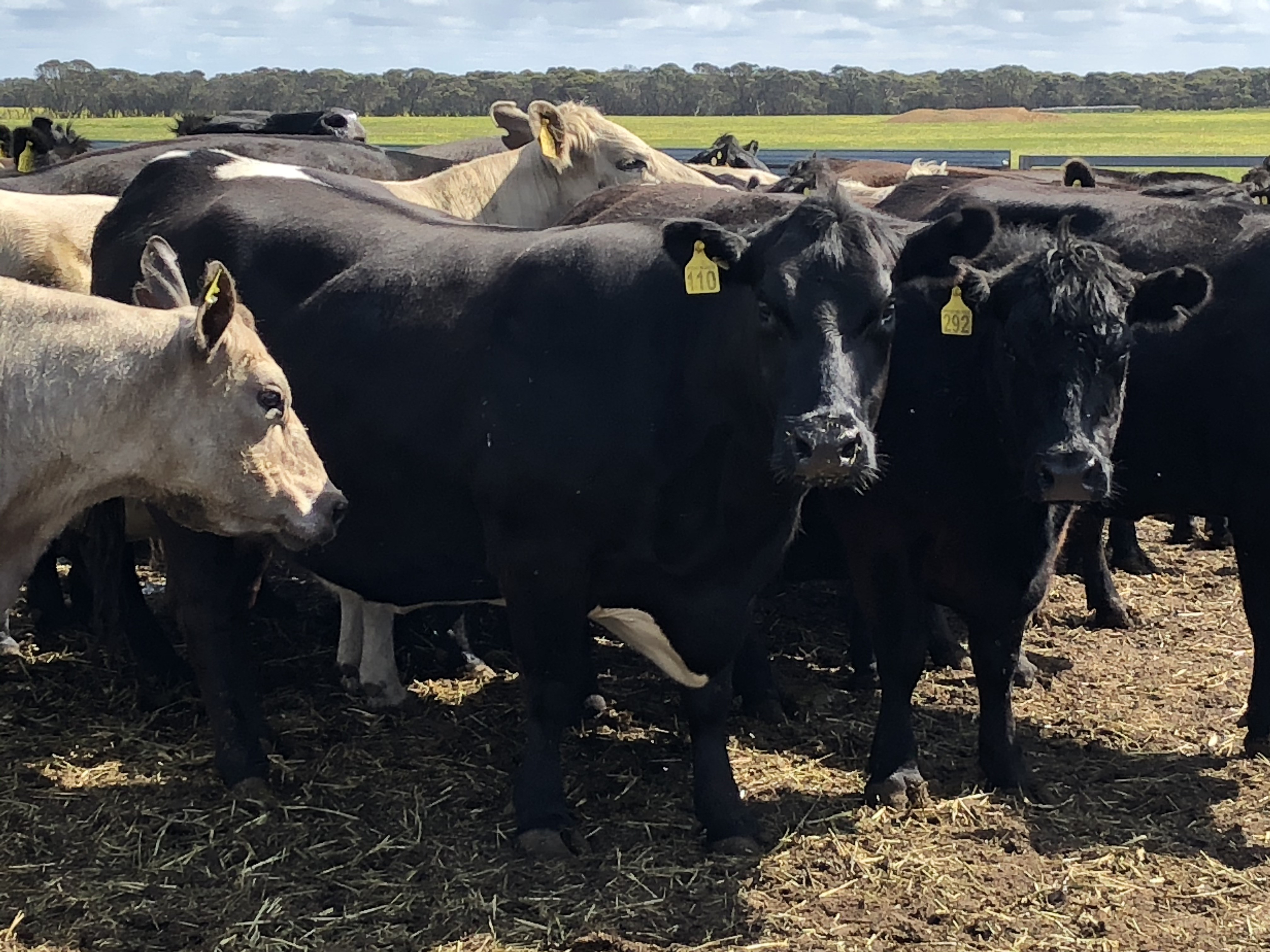 The Herd Online PTIC Angus/ Murray Grey X Cows For Sale The Herd Online PTIC Angus/ Murray Grey X Cows For Sale