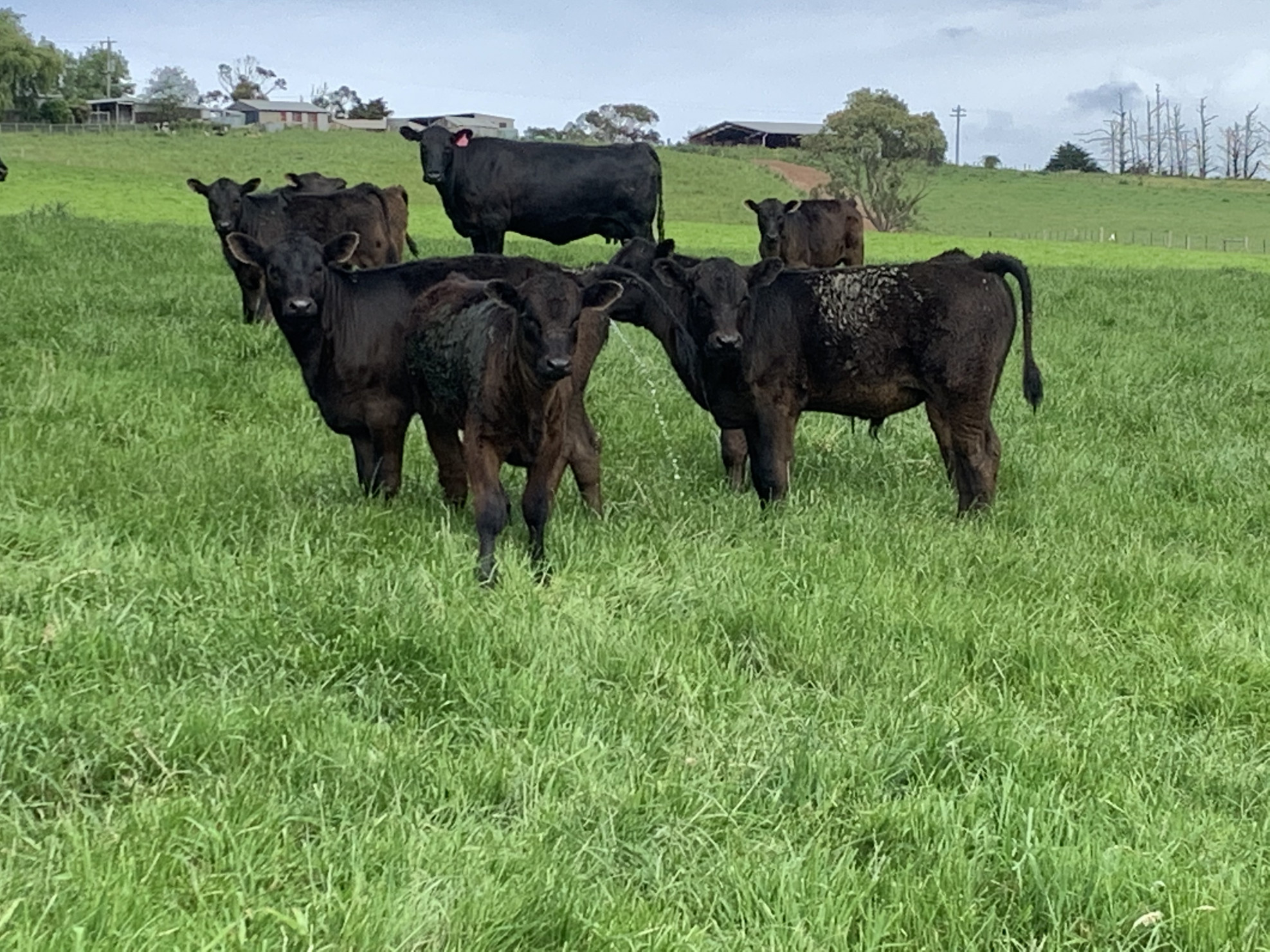 The Herd Online 20x20 Angus Cows with Wagyu Calves at Foot For Sale