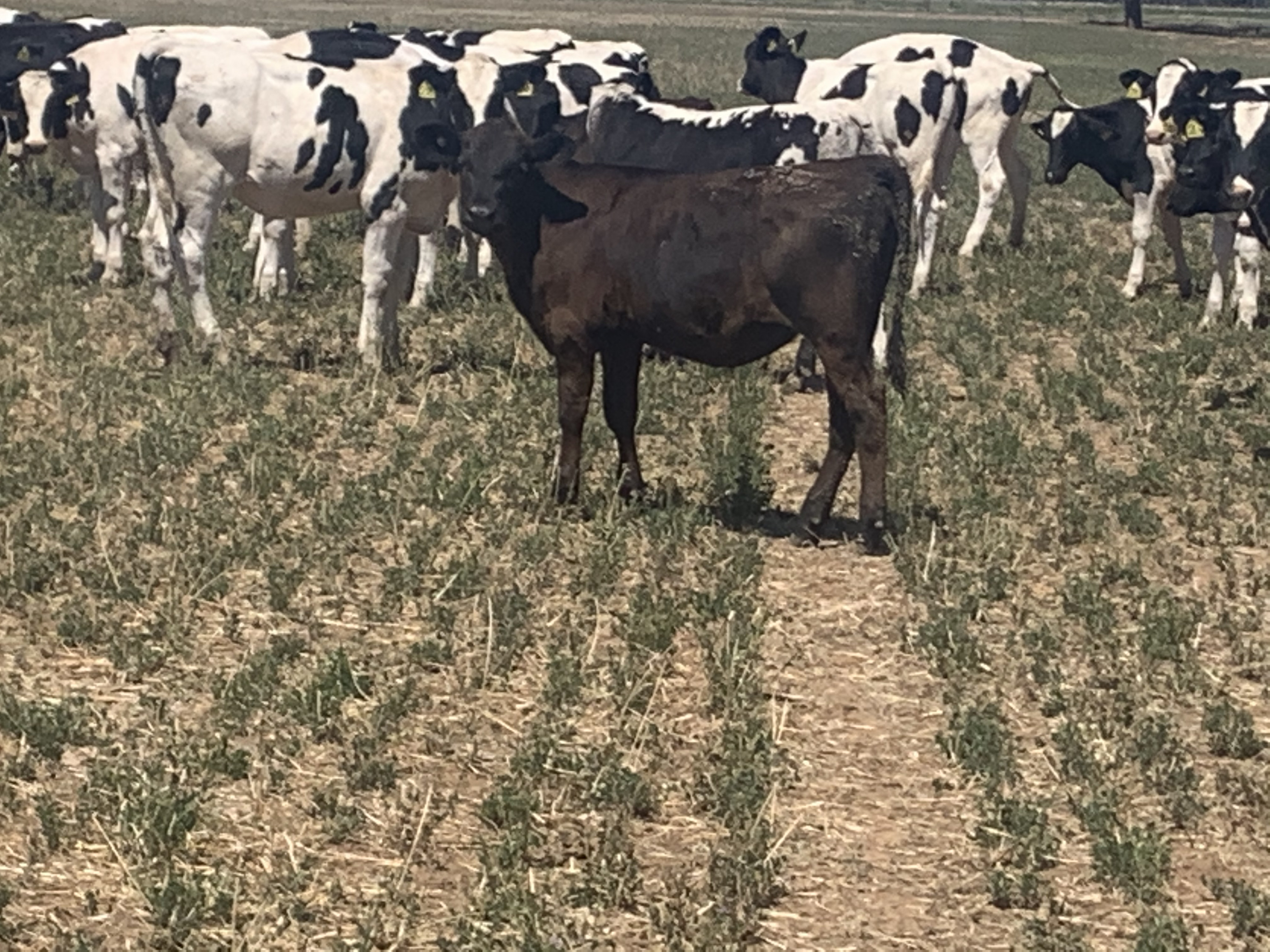 The Herd Online 70 Angus Friesian Calves For Sale