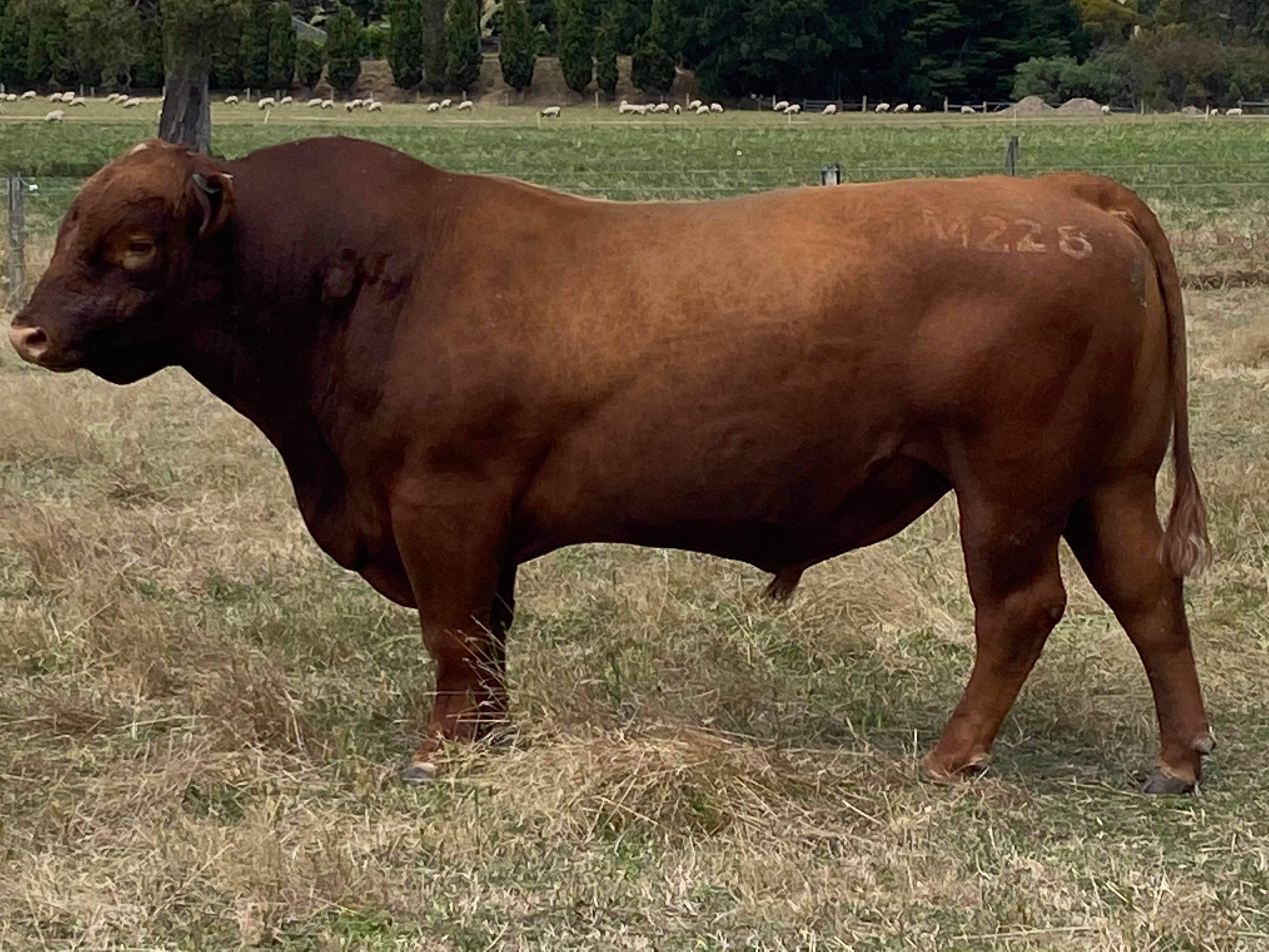 The Herd Online 2 x Red Angus Bulls For Sale