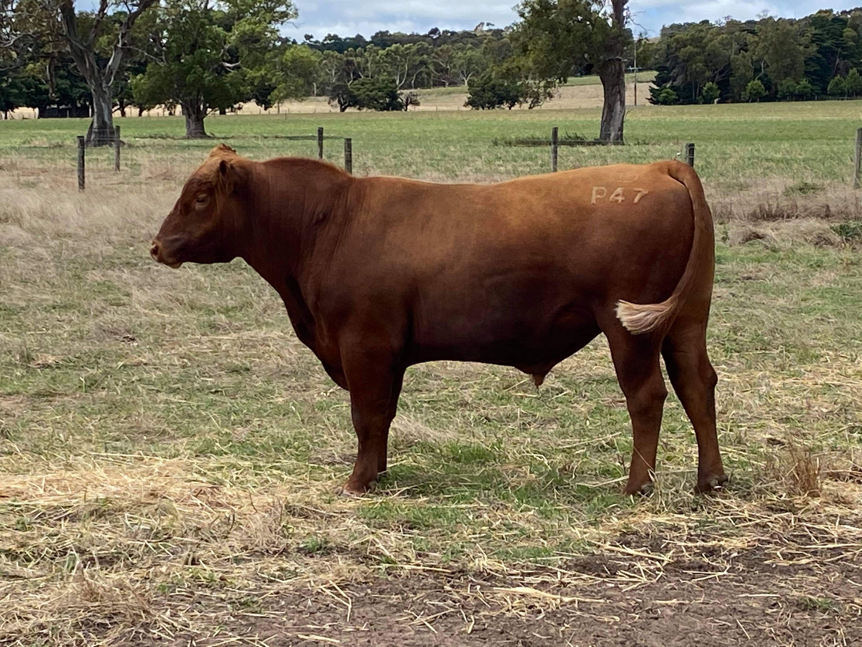 The Herd Online 2 x Red Angus Bulls For Sale