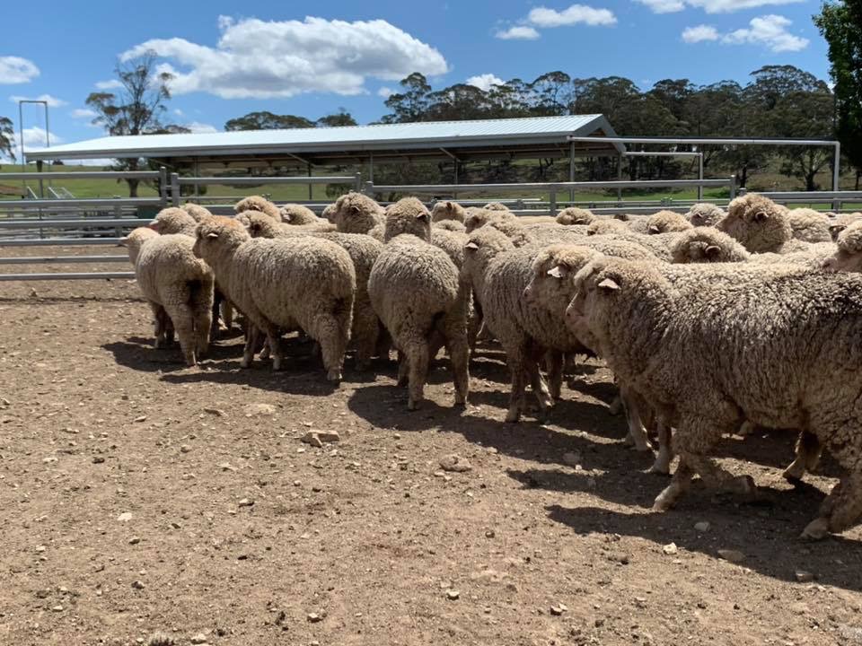 The Herd Online CTLX Carcoar Weekly Sheep & Lamb Sale