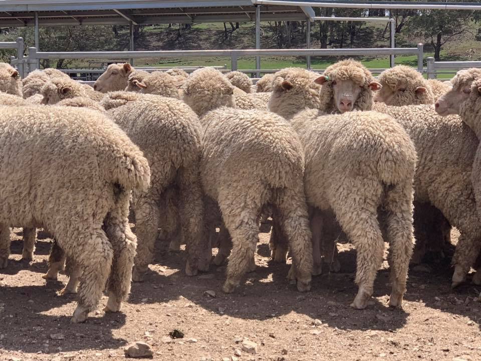 The Herd Online CTLX Carcoar Weekly Sheep & Lamb Sale