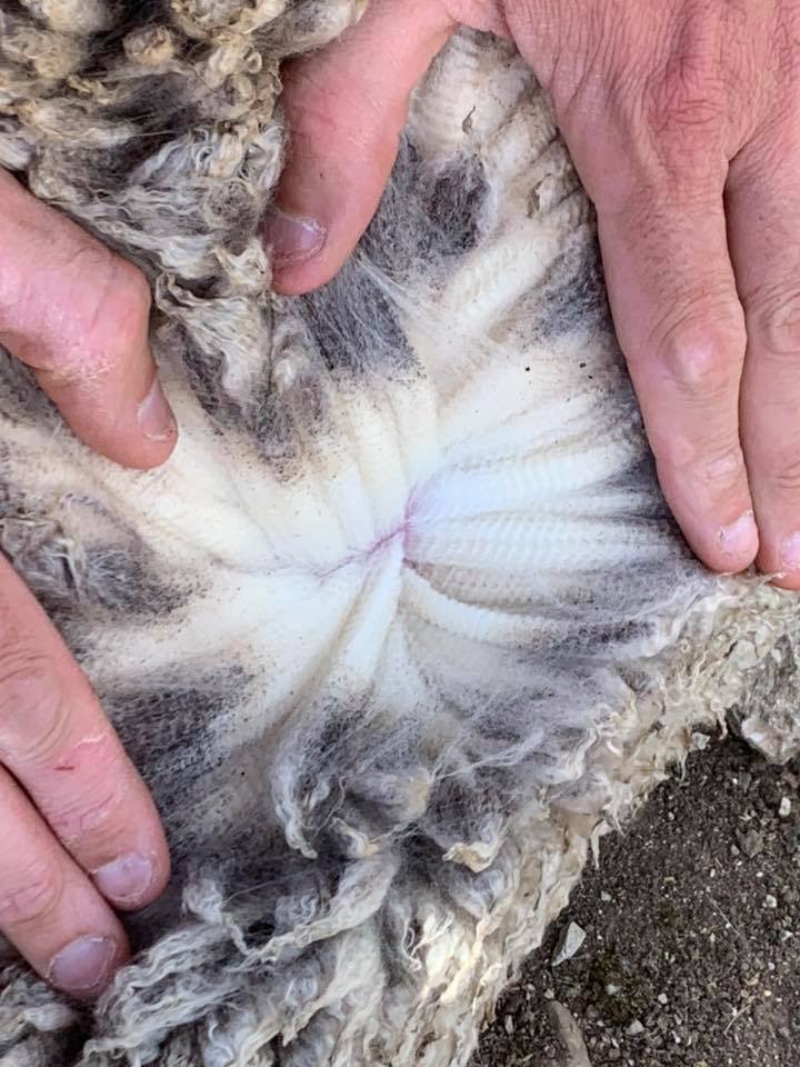 The Herd Online CTLX Carcoar Weekly Sheep & Lamb Sale