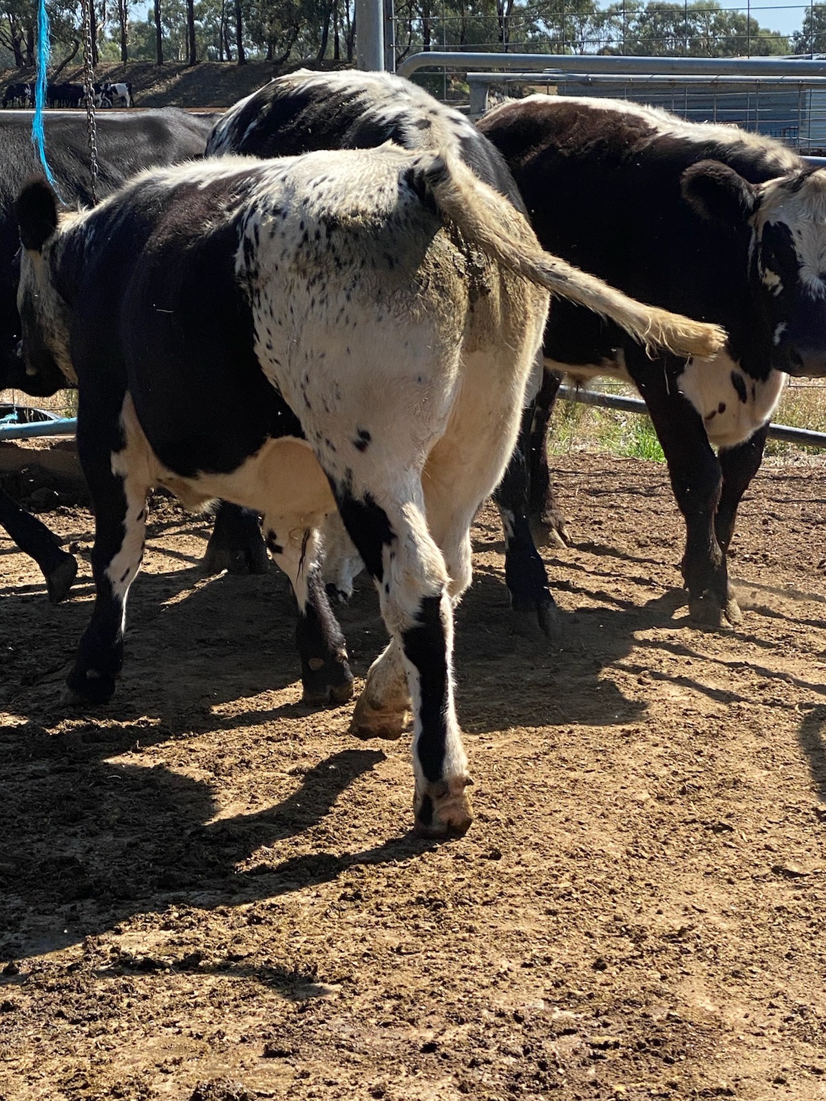 Vale Livestock Auction