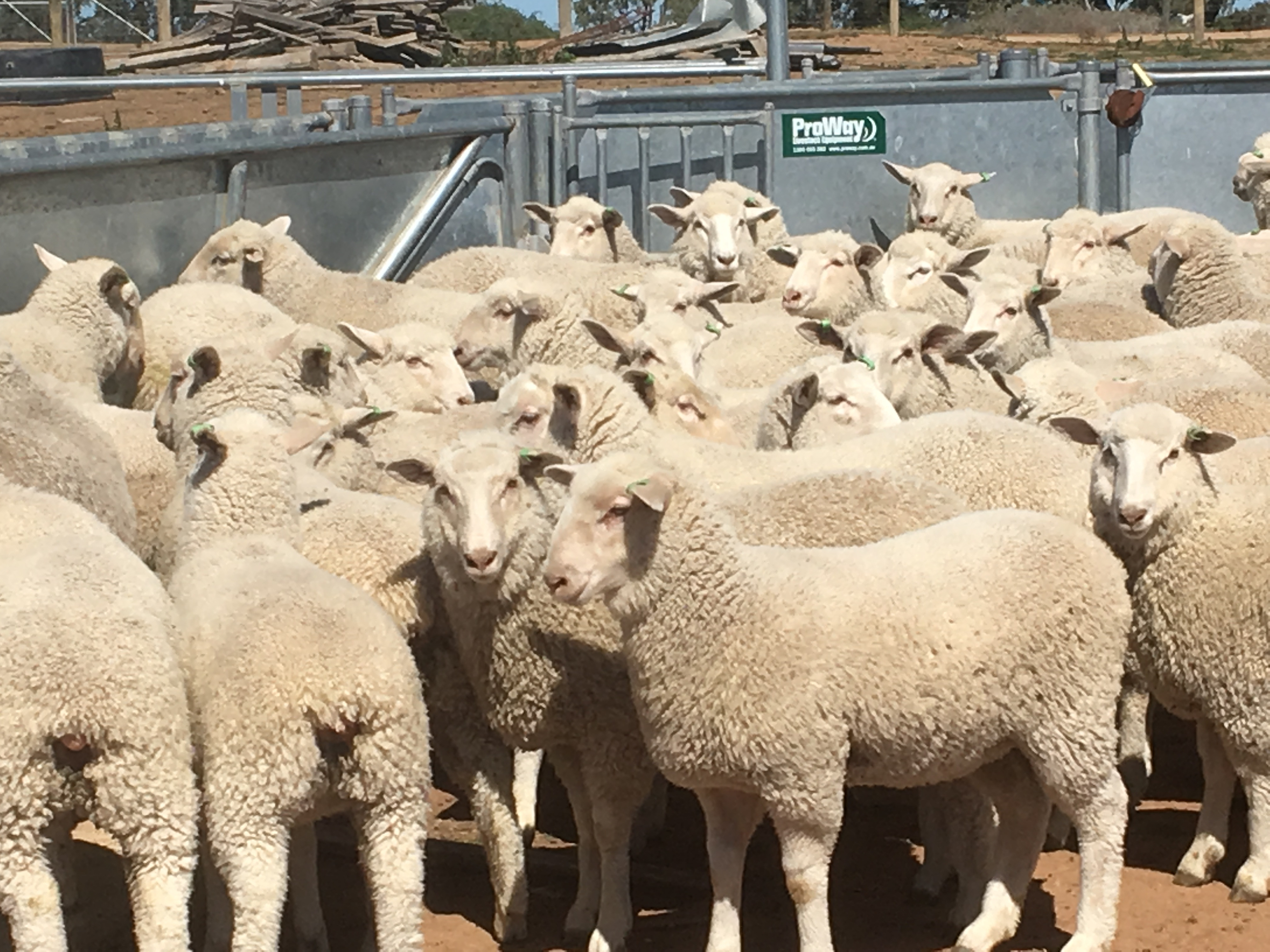 The Herd Online WYCHEPROOF STORE SHEEP SALE