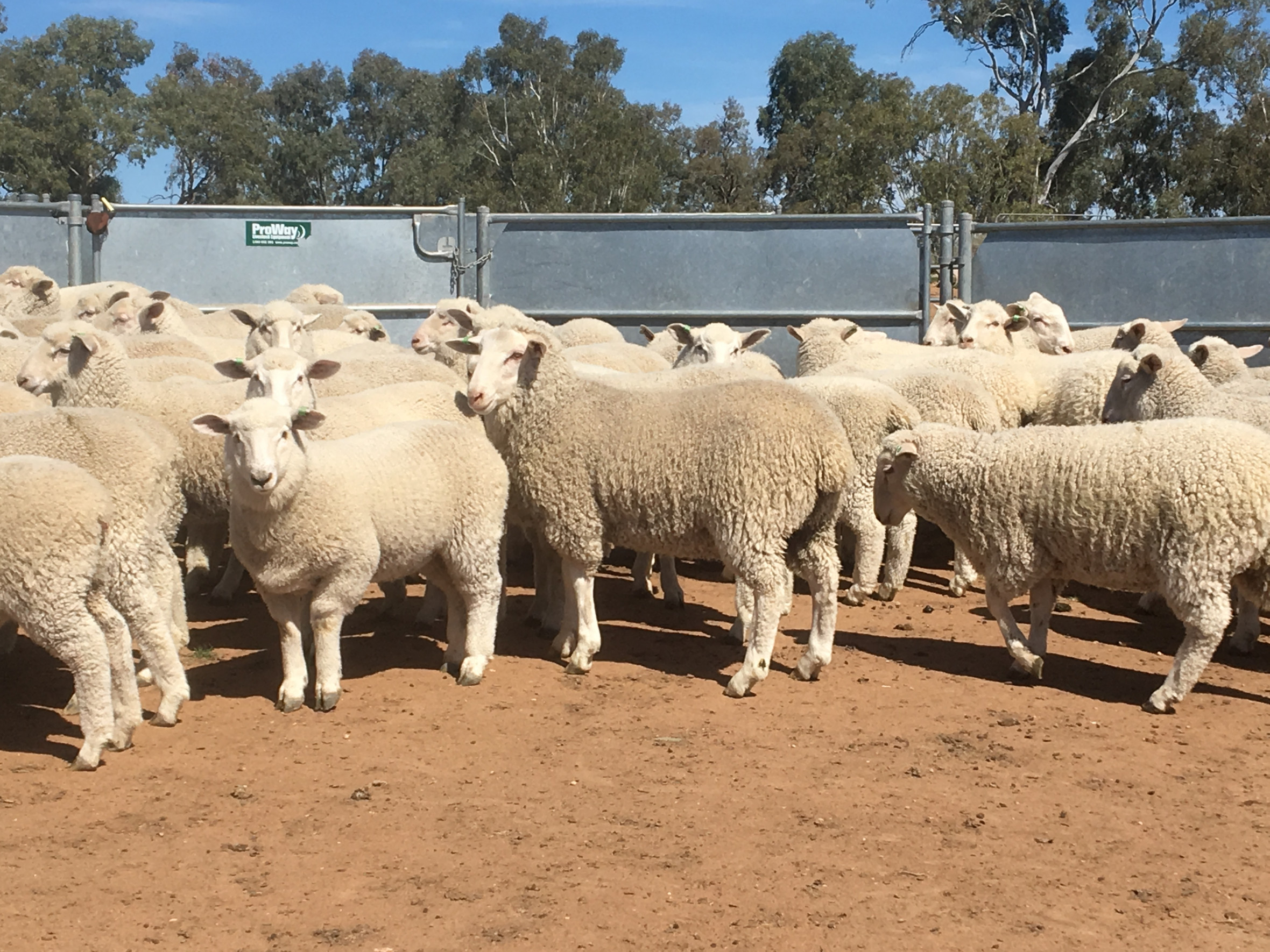 The Herd Online WYCHEPROOF STORE SHEEP SALE