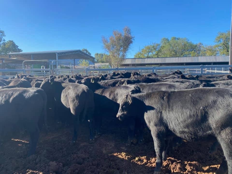The Herd Online Dunedoo Store Cattle Sale