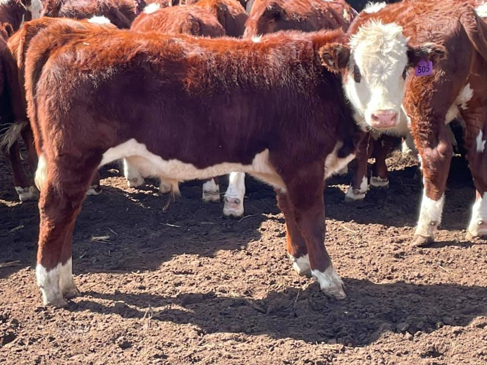 The Herd Online Dunedoo Store Cattle Sale