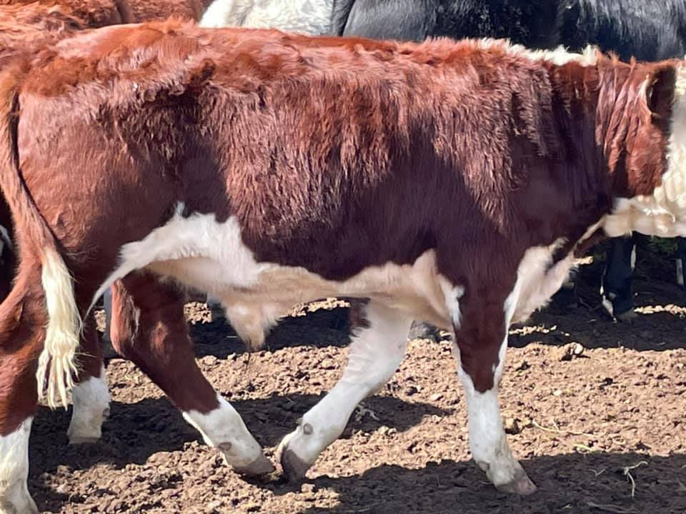 The Herd Online Dunedoo Store Cattle Sale