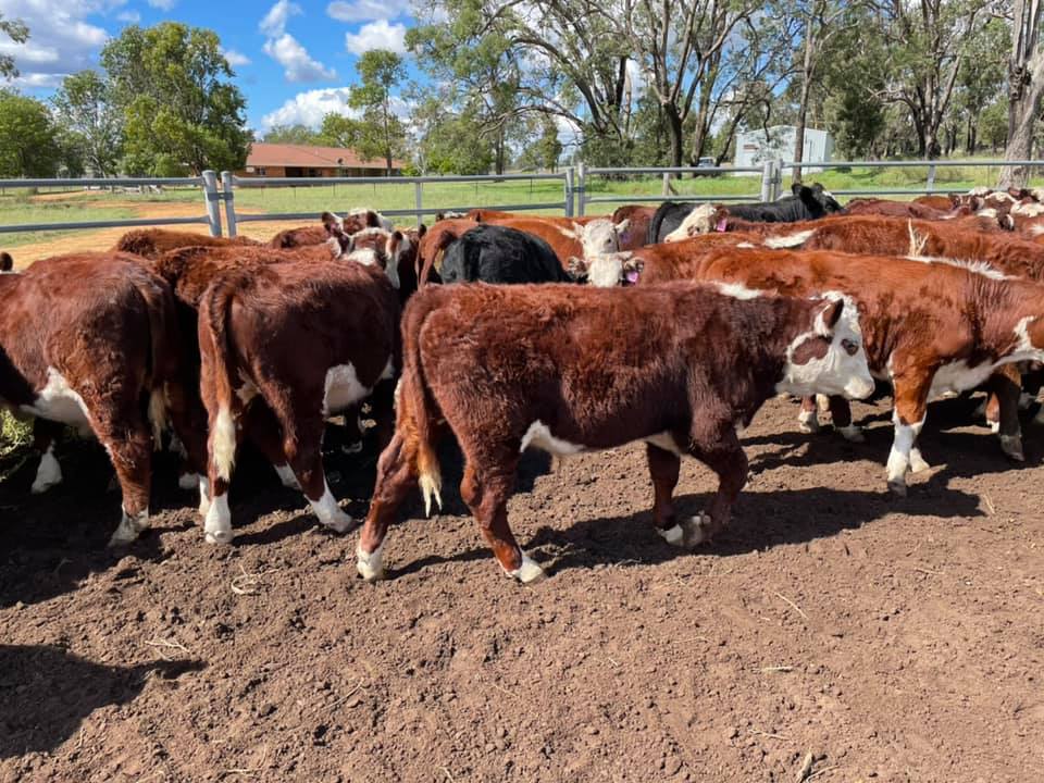 The Herd Online Dunedoo Store Cattle Sale