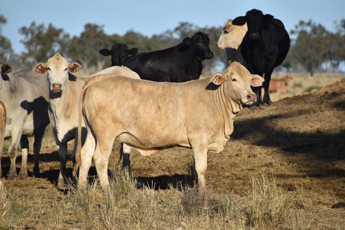 The Herd Online DUBBO STORE CATTLE SALE