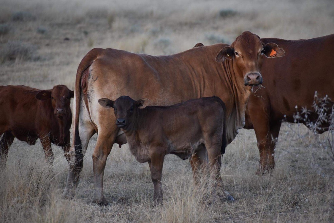 The Herd Online DUBBO STORE CATTLE SALE