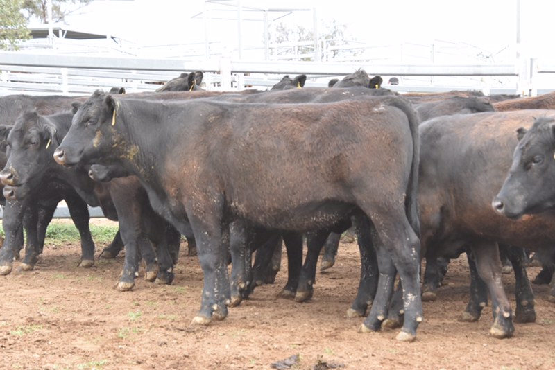 The Herd Online CTLX CARCOAR STORE CATTLE SALE