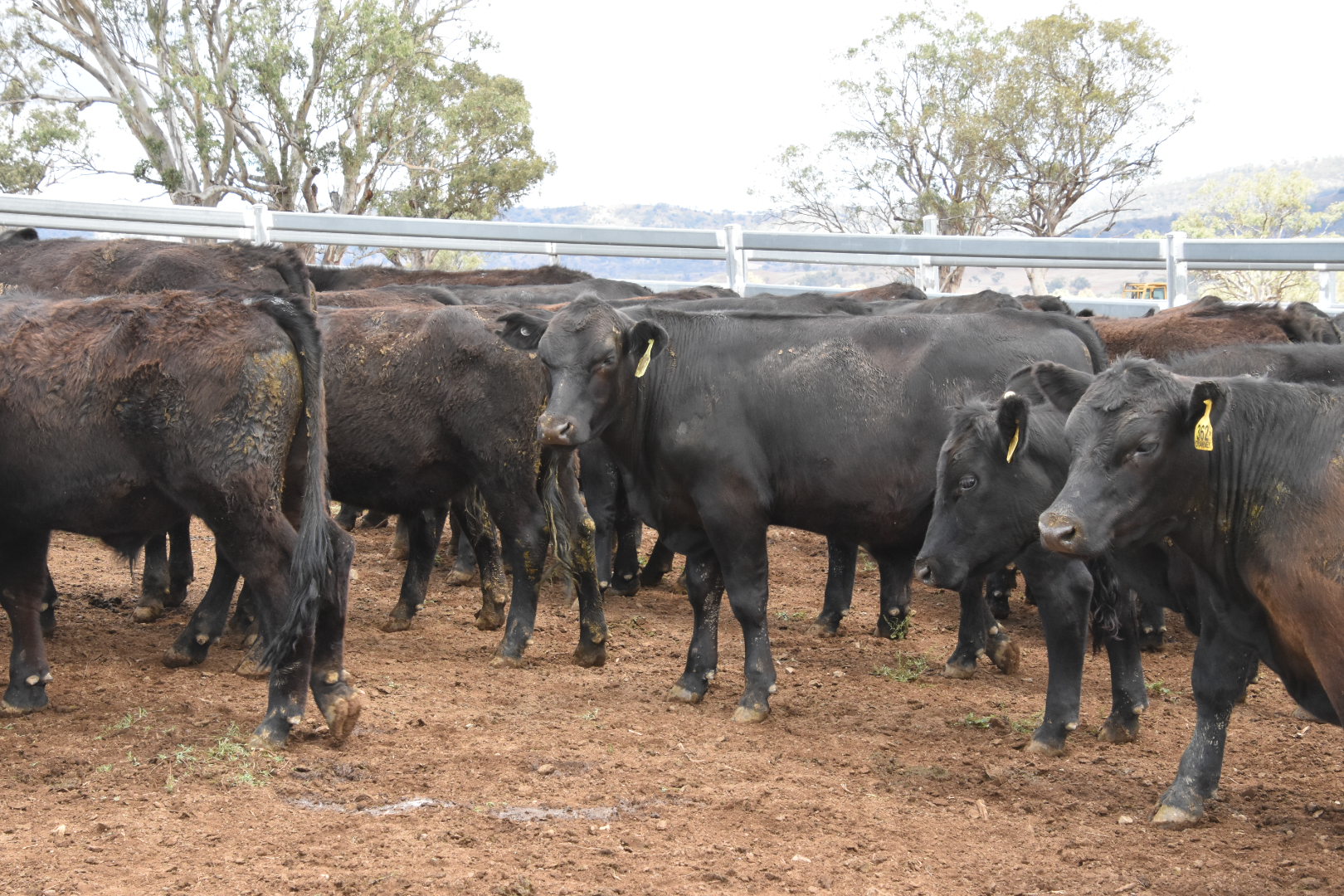 The Herd Online CTLX CARCOAR STORE CATTLE SALE