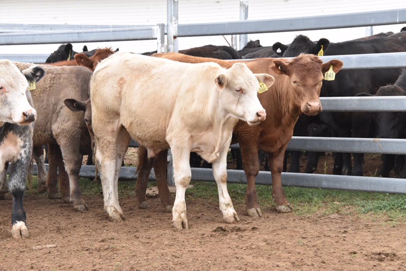 The Herd Online CTLX CARCOAR STORE CATTLE SALE