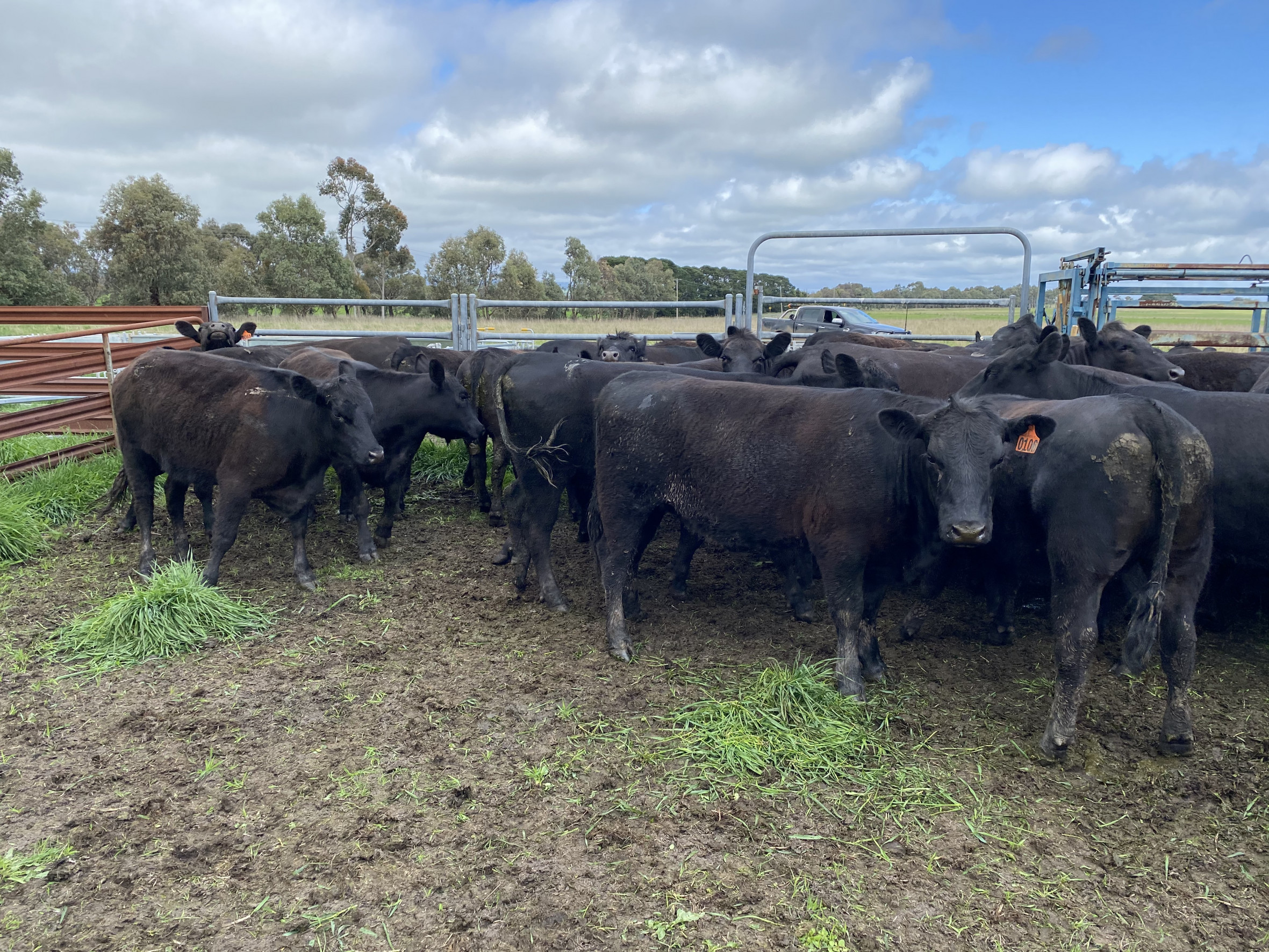 The Herd Online COLAC STORE CATTLE SALE