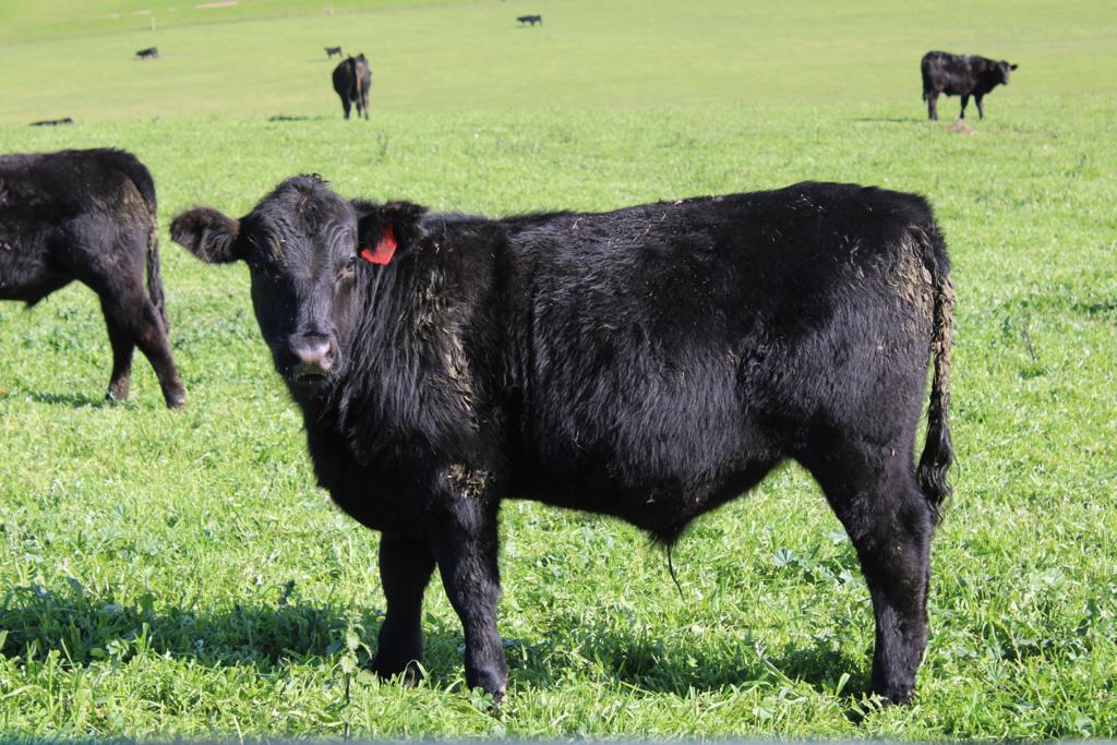 the-herd-online-elders-gundagai-82nd-annual-weaner-cattle-sale