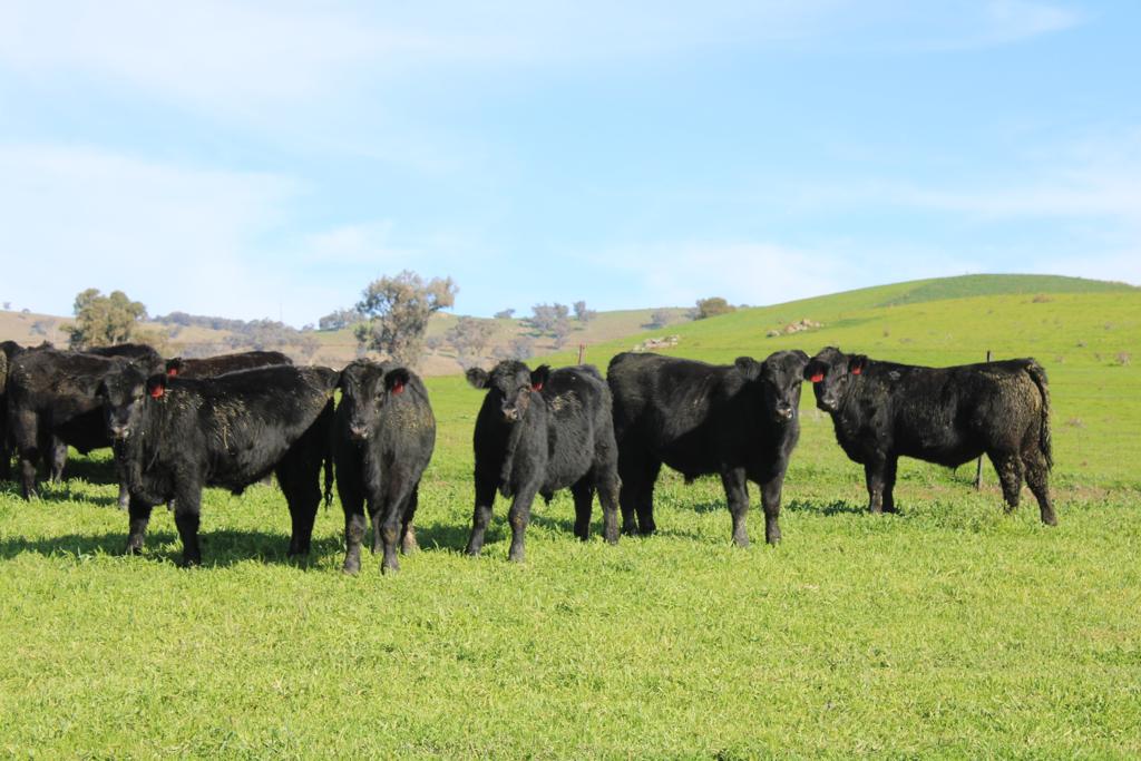 the-herd-online-elders-gundagai-82nd-annual-weaner-cattle-sale
