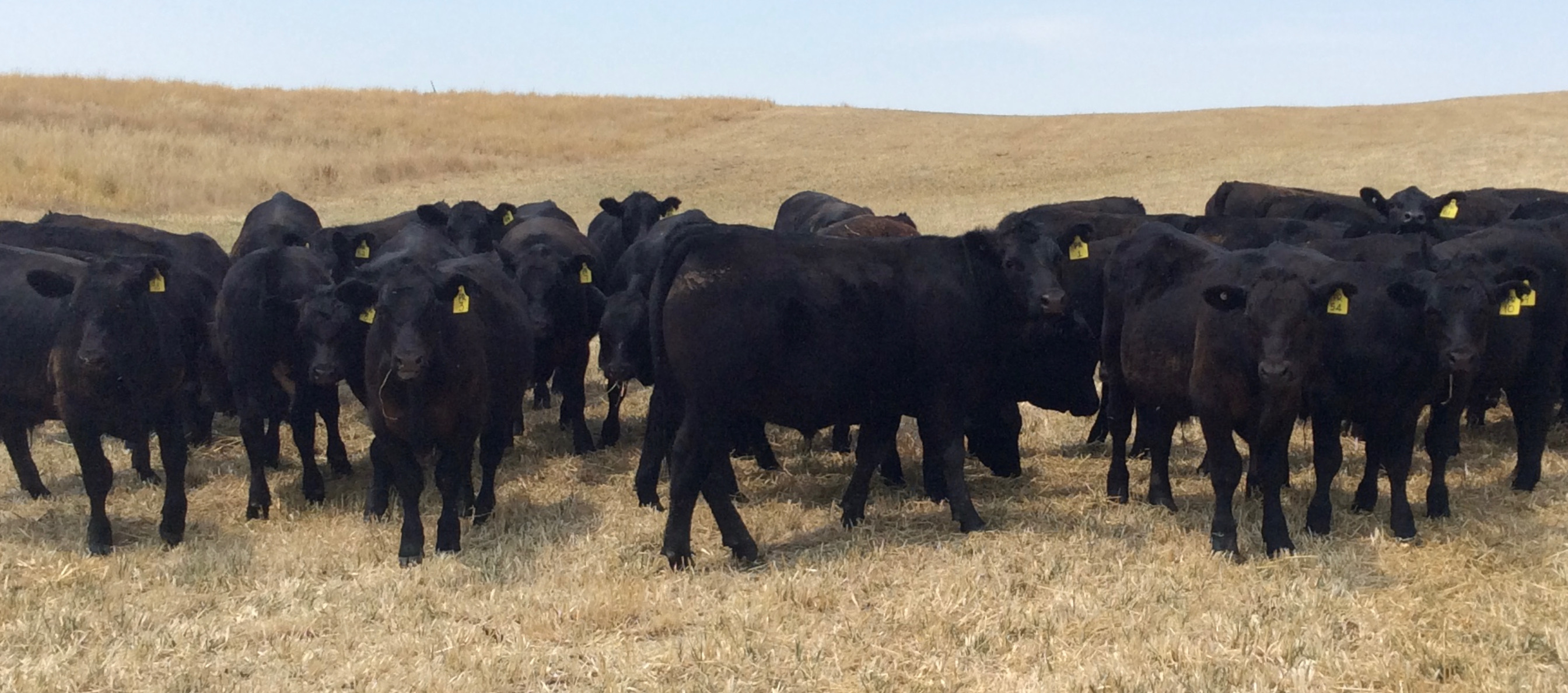 The Herd Online | ELDERS YEA 33rd ANNUAL BLUE RIBBON WEANER CATTLE SALE