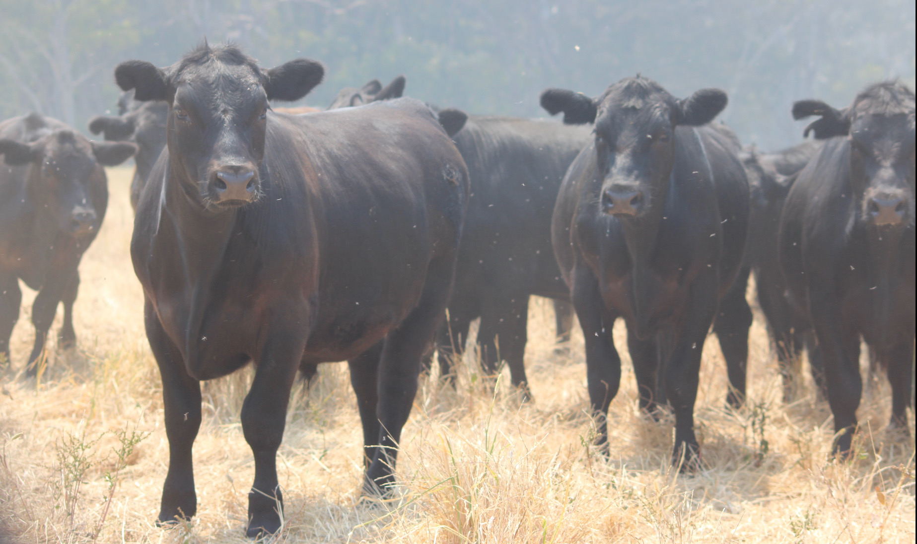 The Herd Online | ELDERS YEA 33rd ANNUAL BLUE RIBBON WEANER CATTLE SALE