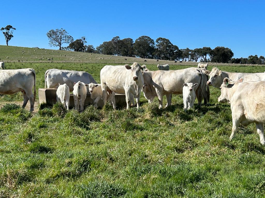 The Herd Online CTLX CARCOAR STORE CATTLE SALE