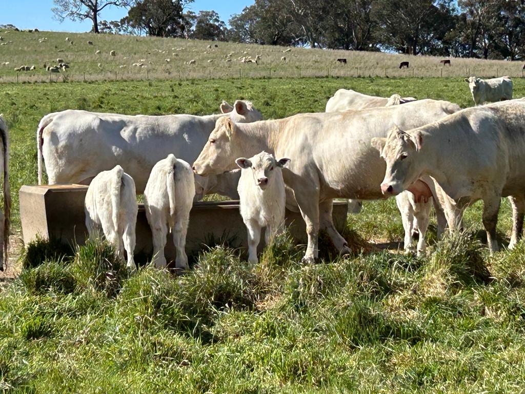The Herd Online CTLX CARCOAR STORE CATTLE SALE