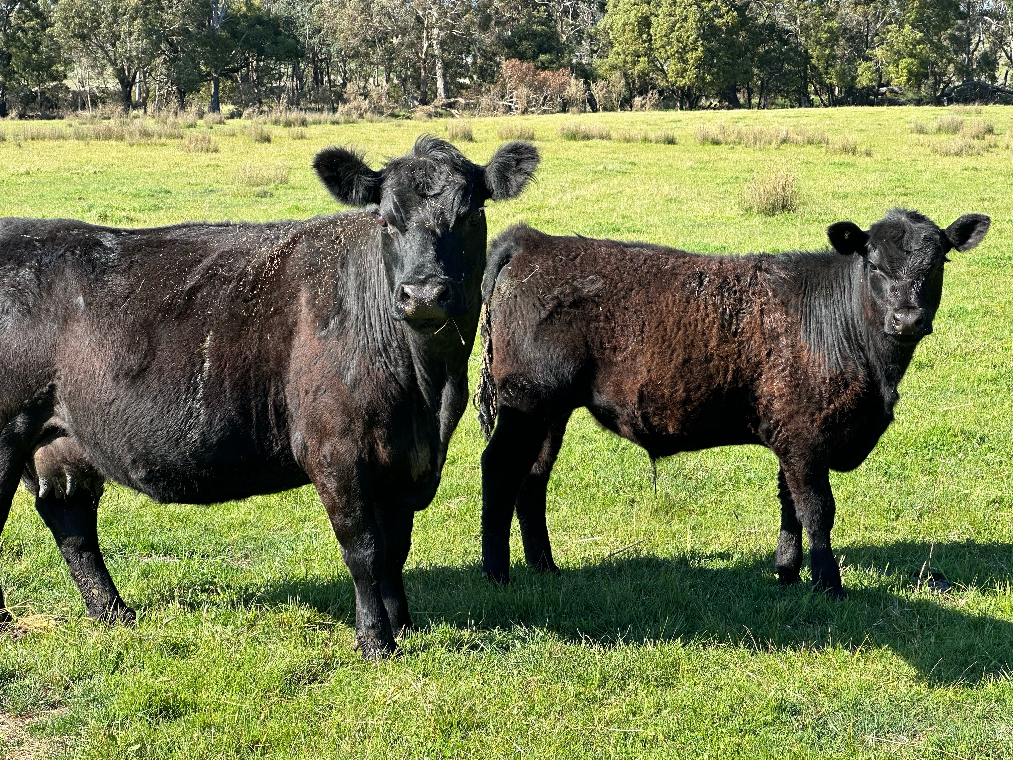 The Herd Online | KYNETON STORE CATTLE SALE