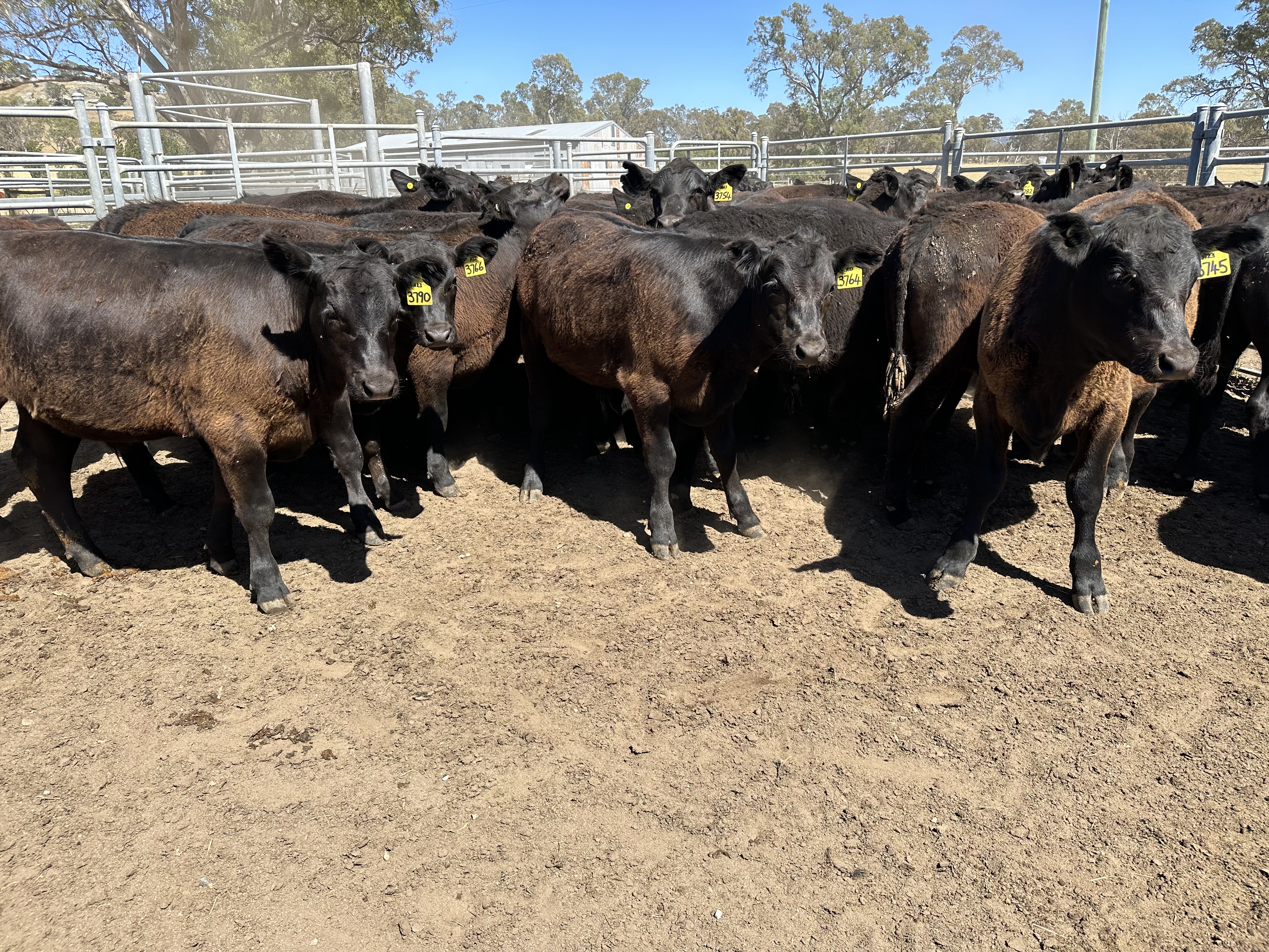 The Herd Online | KYNETON STORE CATTLE SALE