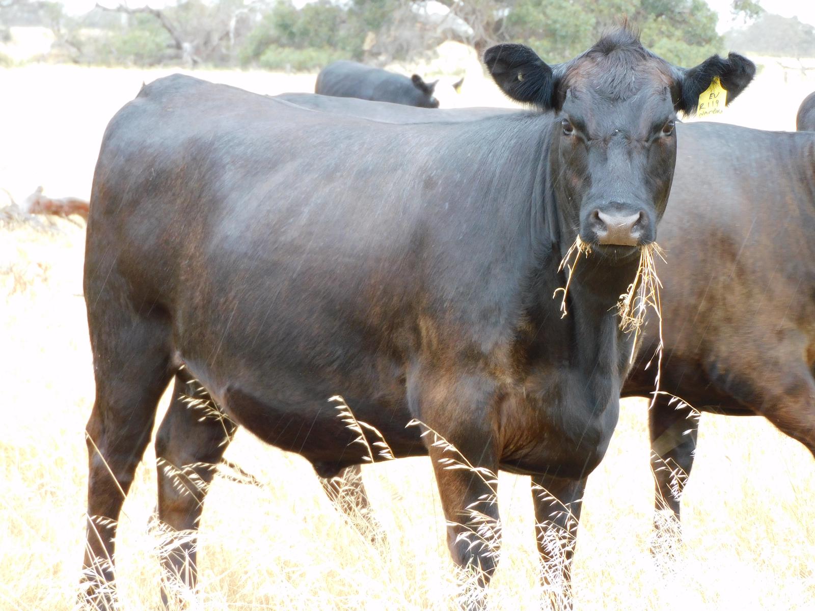 The Herd Online | NARACOORTE FEMALE CATTLE SALE