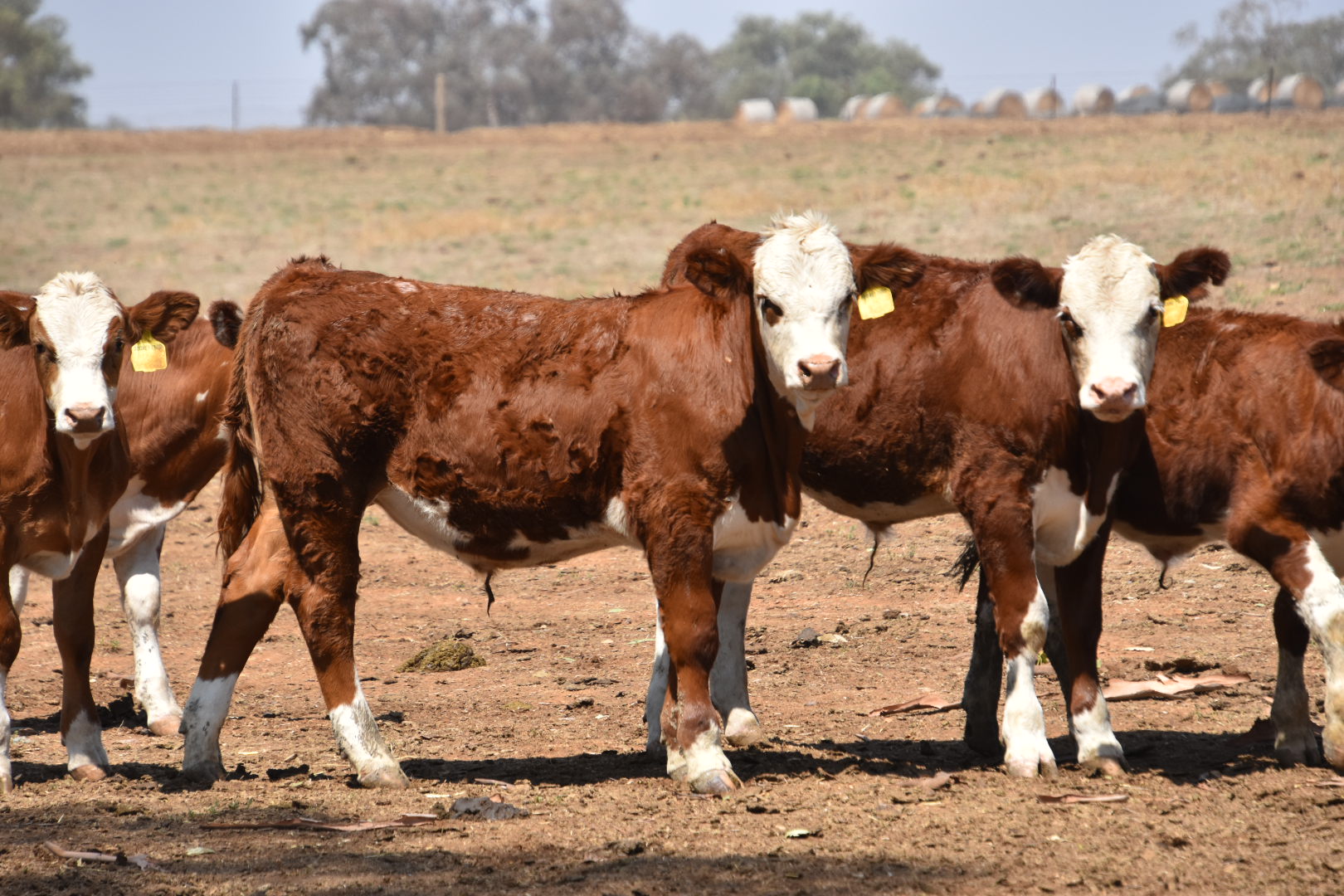 The Herd Online | CTLX Carcoar Blue Ribbon Weaner Cattle Sale
