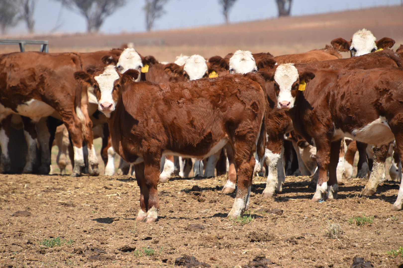 The Herd Online | CTLX Carcoar Blue Ribbon Weaner Cattle Sale