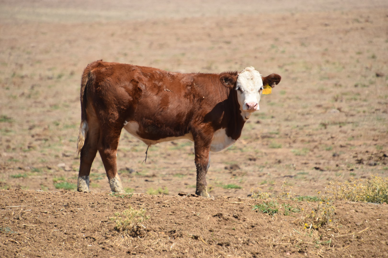 The Herd Online | CTLX Carcoar Blue Ribbon Weaner Cattle Sale