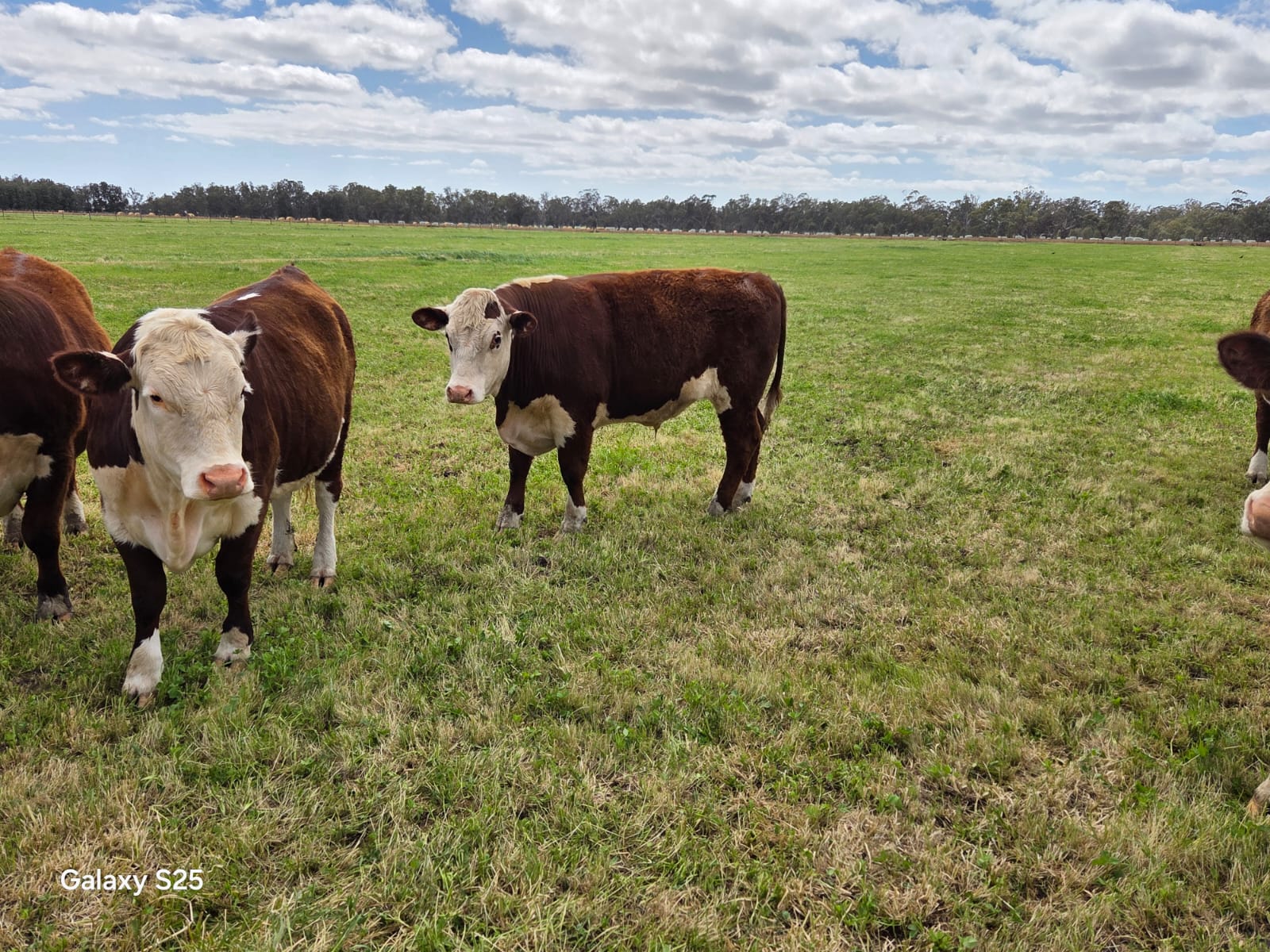 The Herd Online | YEA STORE CATTLE SALE