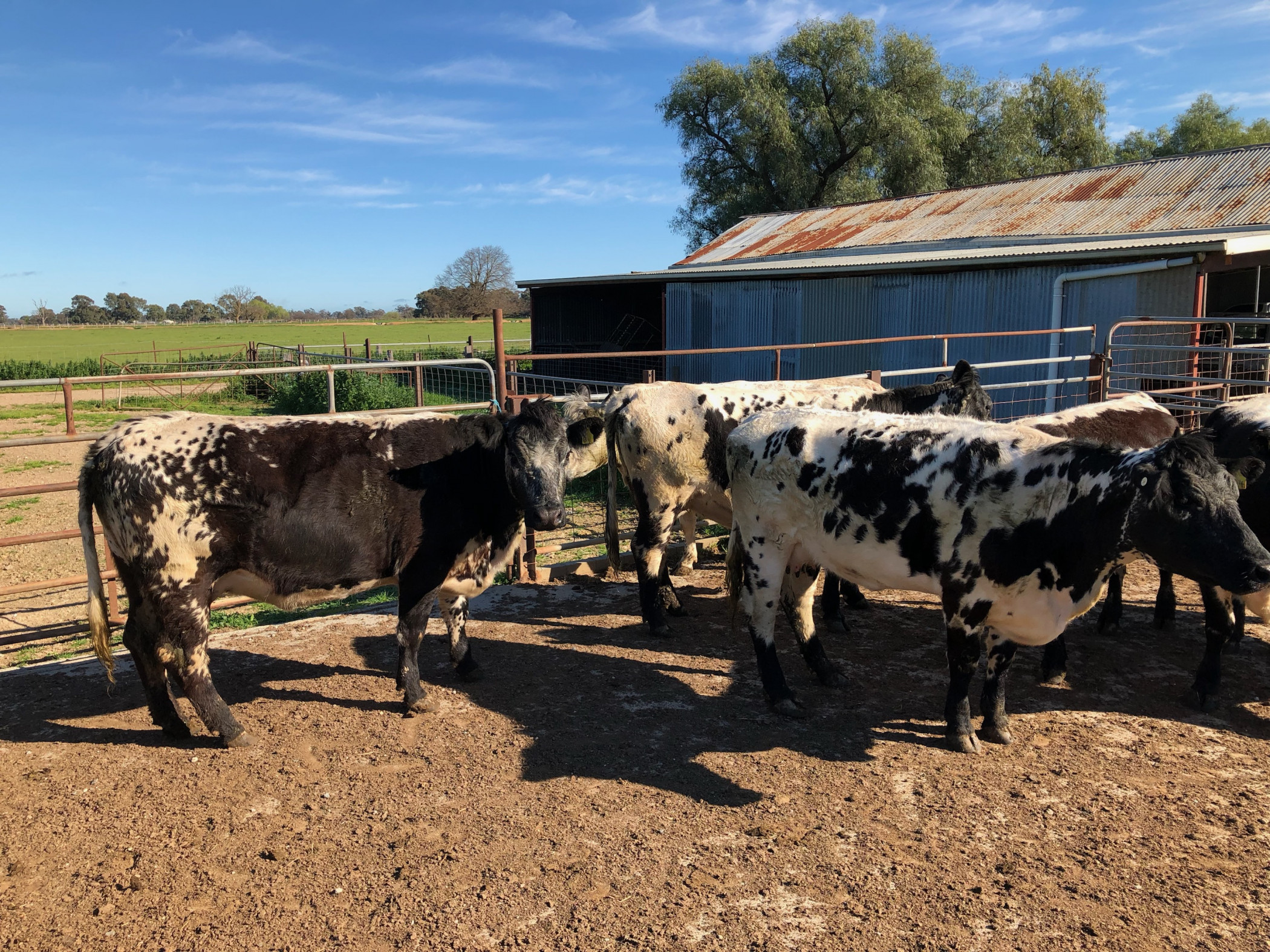 The Herd Online YEA MONTHLY STORE CATTLE SALE